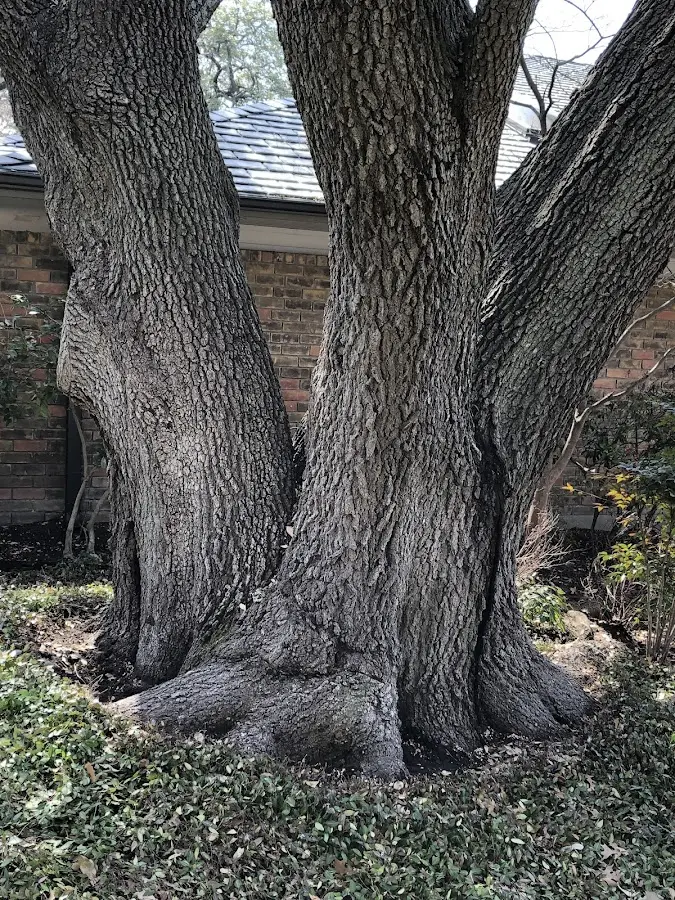 Mature heritage tree close to a Chazy property cared for by certified arborists